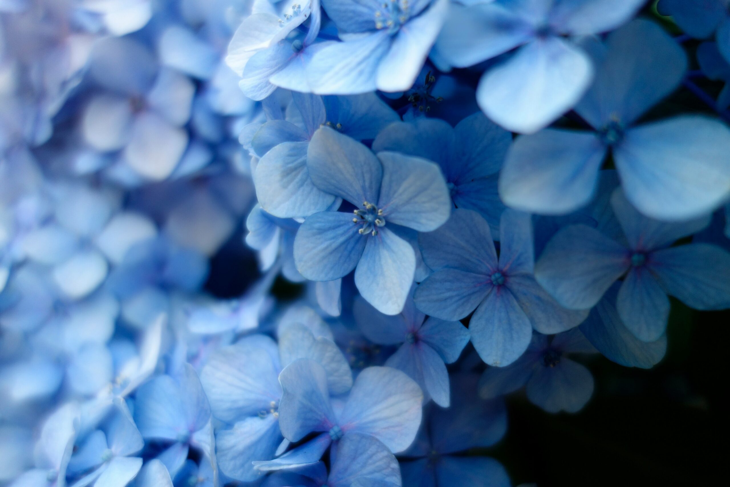 Spring Equinox fundraising ideas – hero A close up the delicate petals of pale blue hydrangea, signifying spring.