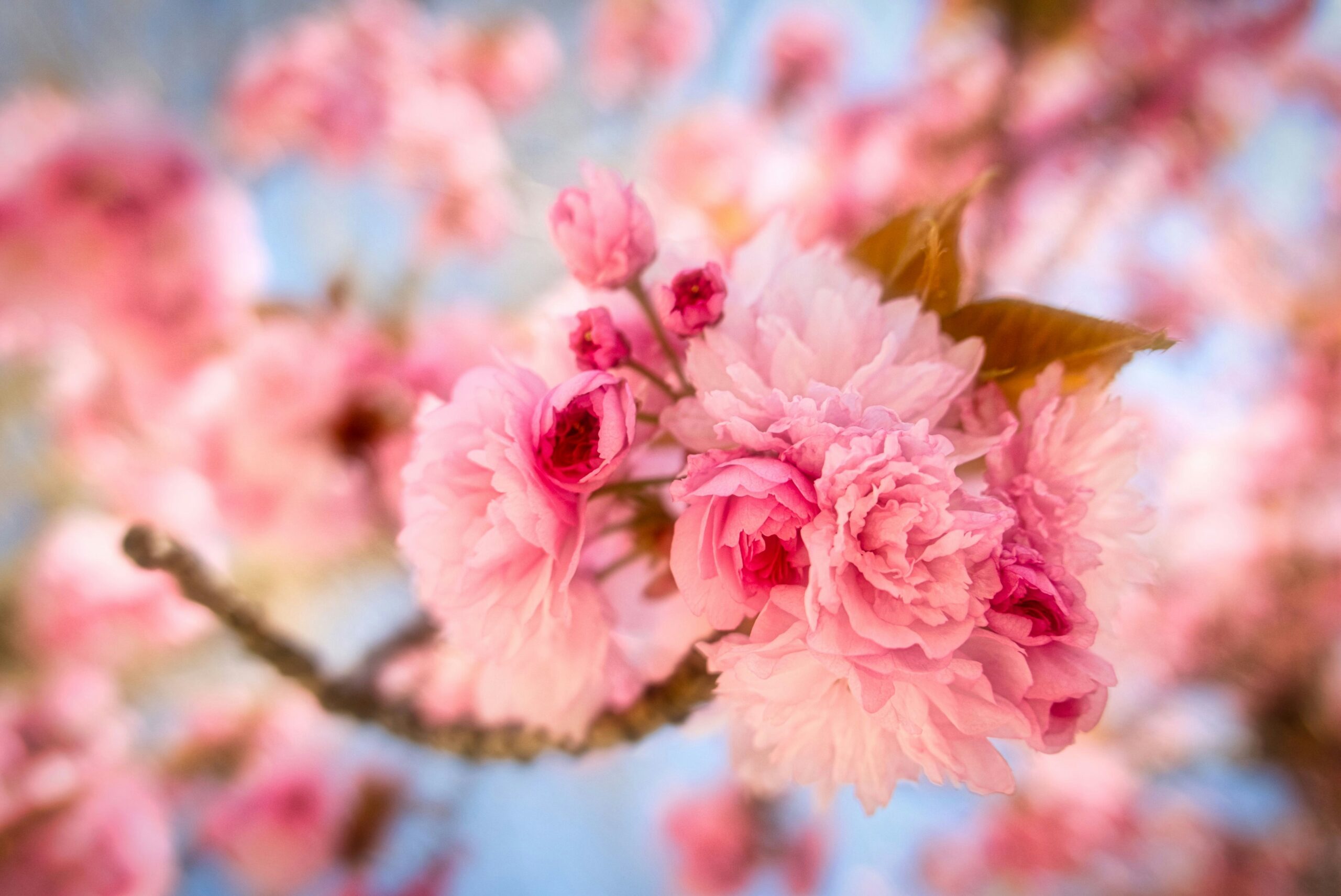 Spring blossoms representing seasonal fundraising ideas and community growth for nonprofit organizations
