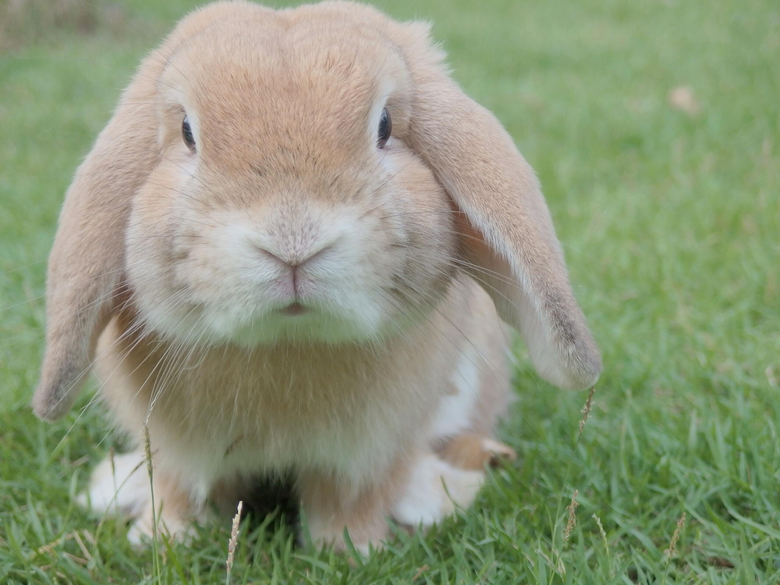Easter fundraising ideas — bunny in a field, symbolizing spring nonprofit campaigns