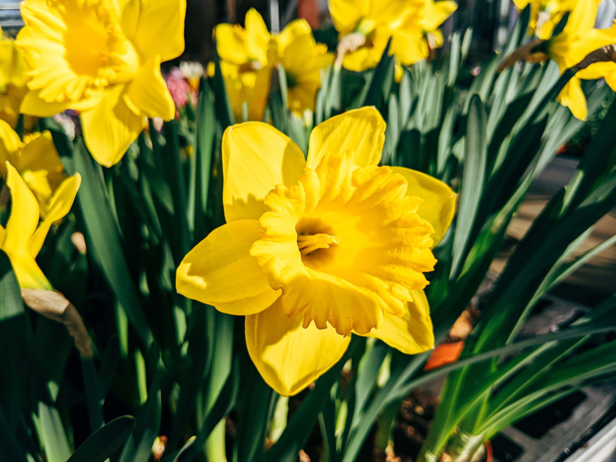 Easter fundraising ideas for churches — spring daffodils banner