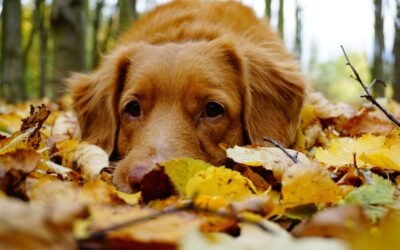 Creative Fundraising Ideas for the Autumn Equinox