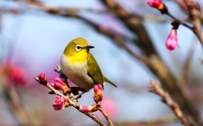 Early Bird Pricing Strategy: How to Boost Ticket Sales