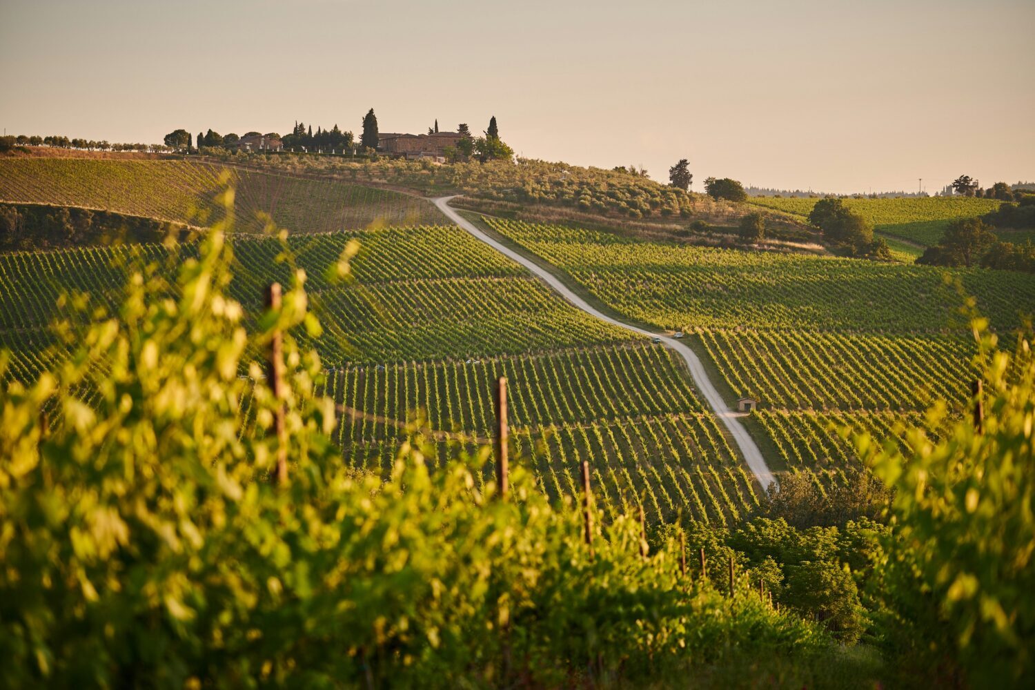 Wine tasting raffle prize idea Rolling vineyard landscape at golden hour with a winding path leading to a distant estate on a hill.