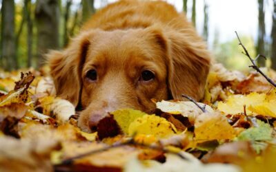 Creative Fundraising Ideas for the Autumn Equinox