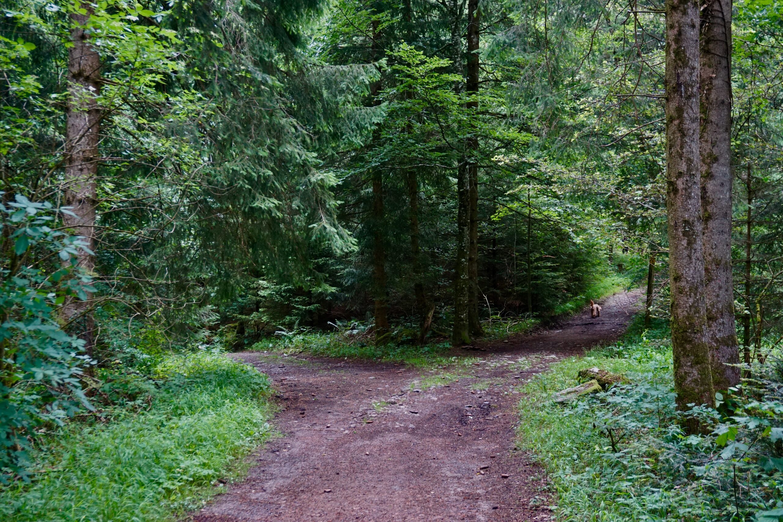 sweepstakes v raffle. hero A forest path splitting in two directions, representing the choice between a raffle and a sweepstakes for nonprofit fundraising